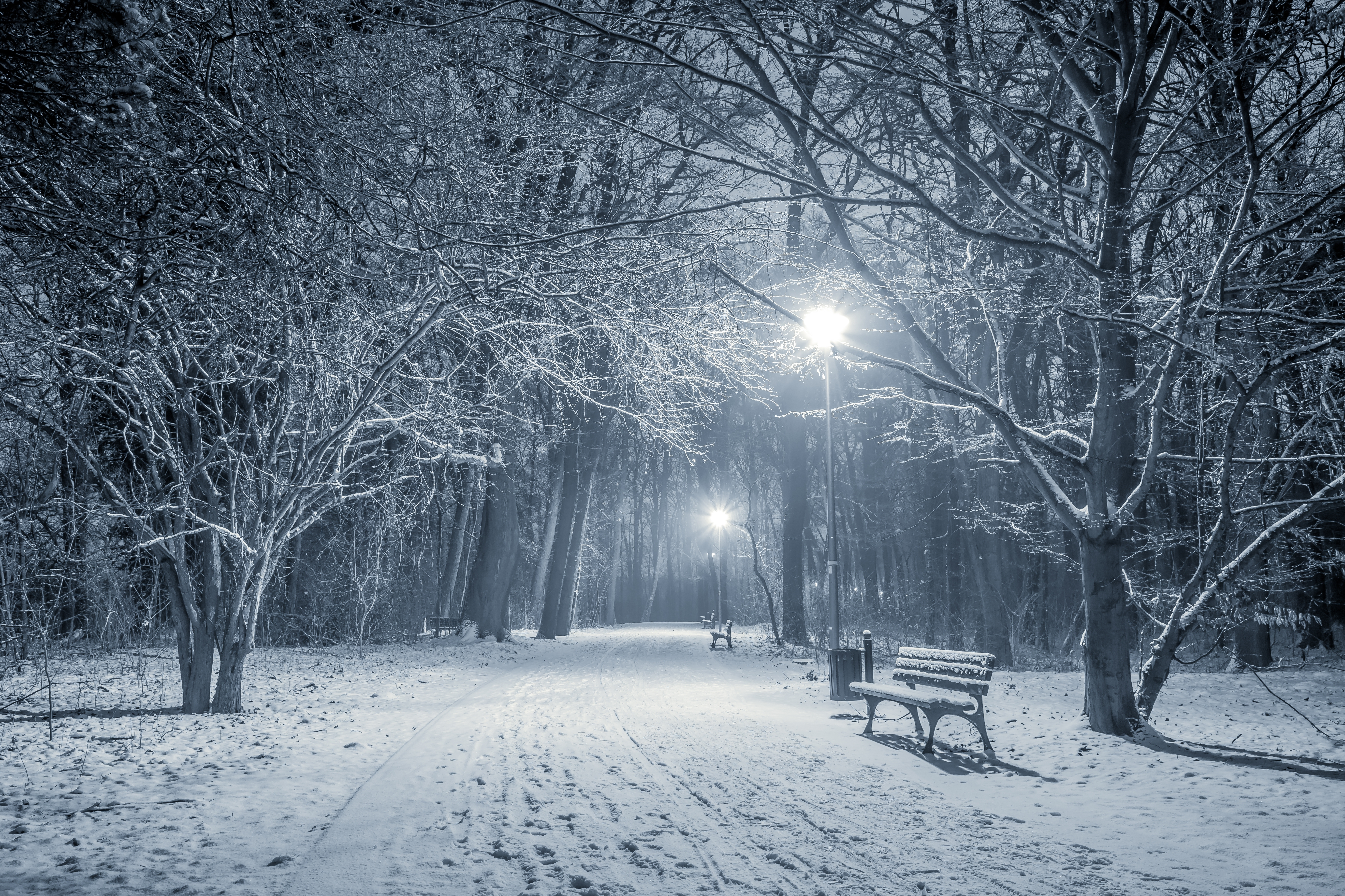 Someone for the Cold